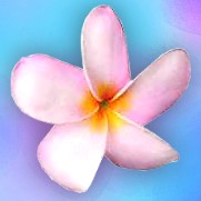Fringe Frangipani