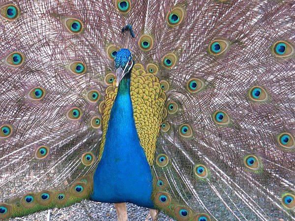 Peacock