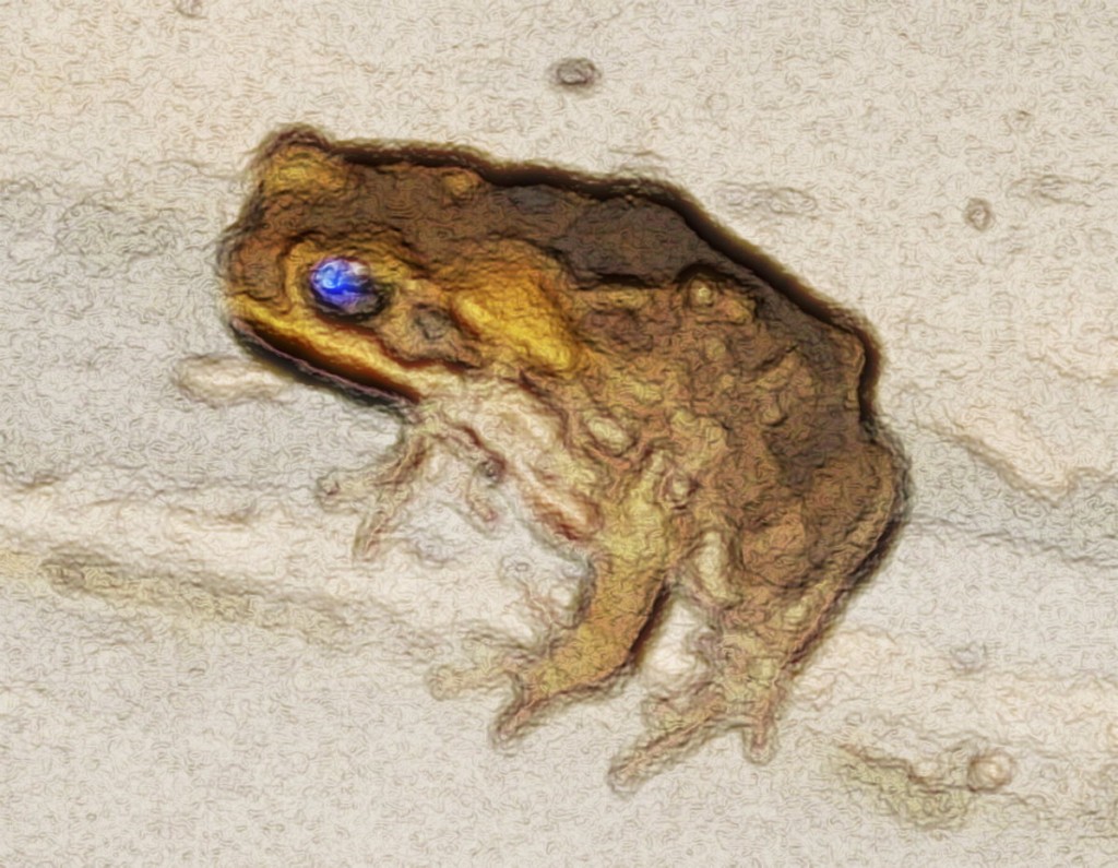 Toadscape