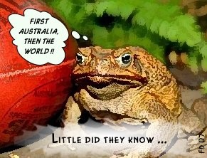 Cane Toad Dreams