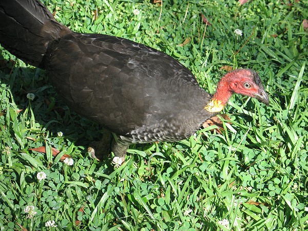 Sneaky the scrub turkey