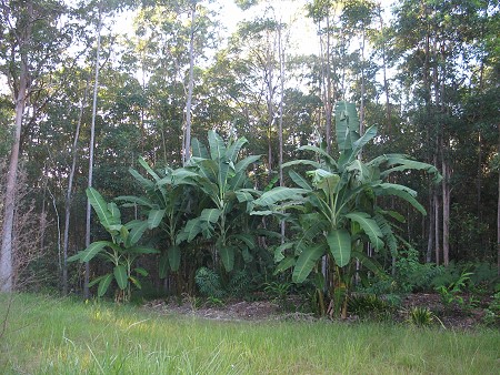 Banana garden