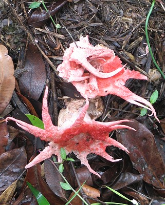 Alien fungi 1