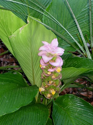 Ginger flower