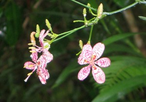 Orchids in the rain