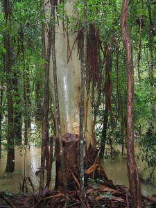 A flooded gum, flooded