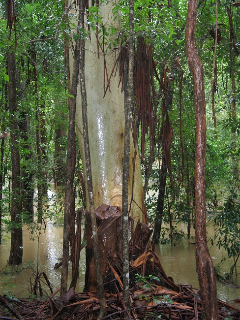 A flooded gum, flooded A flooded gum, flooded