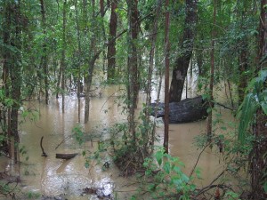 Flooded creek