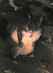 Betty the Possum