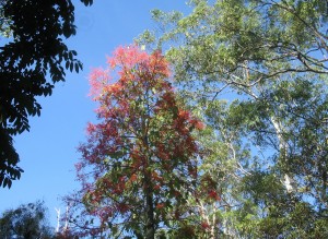 Flame Tree