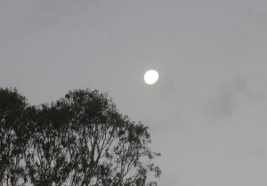 Moonrise over Flooded Gums