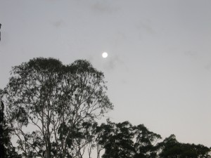 Moonrise at Twilight with Eucalypts