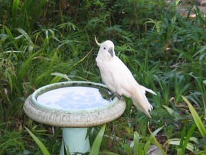 Sulphur crested cockatoo