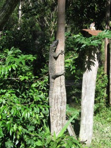 George the Goanna