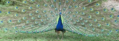 Alistare the Peacock