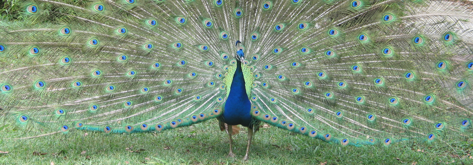 Alistare the Peacock