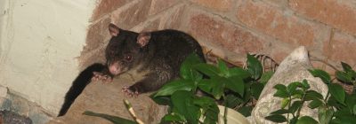 Betty the Brushtail Possum