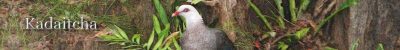 White-headed Pigeon