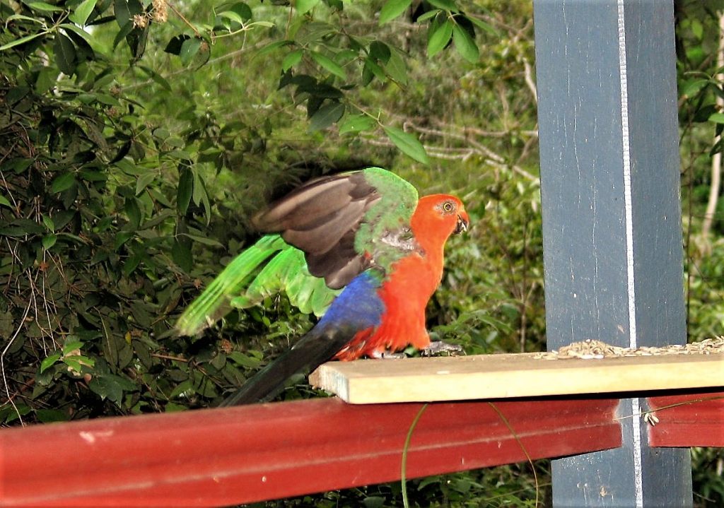 King Parrot