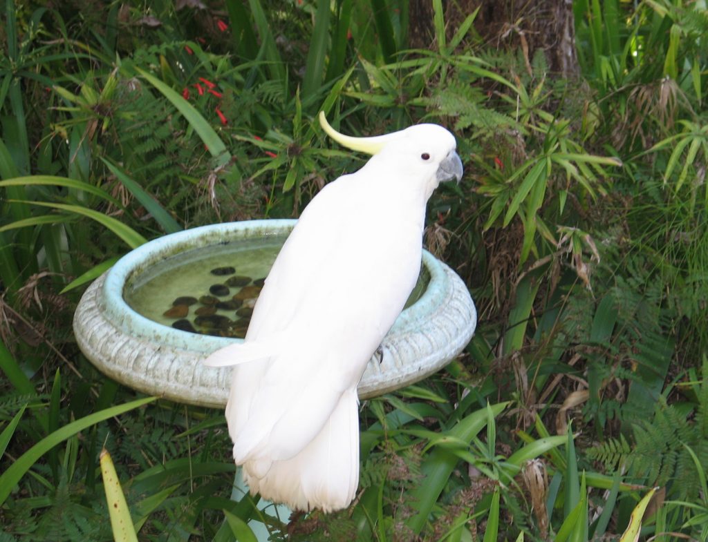 Sulphur-created Cockatoo