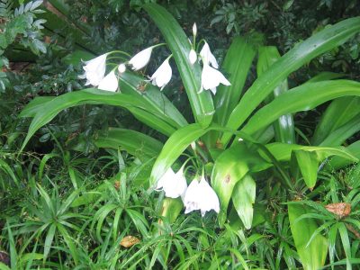 Crinum