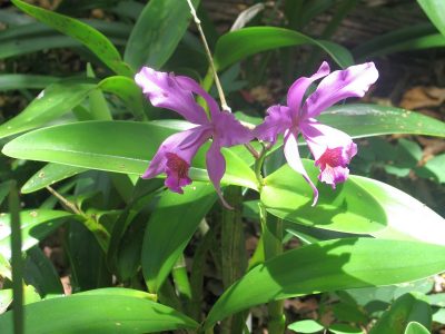 Cattleya orchid