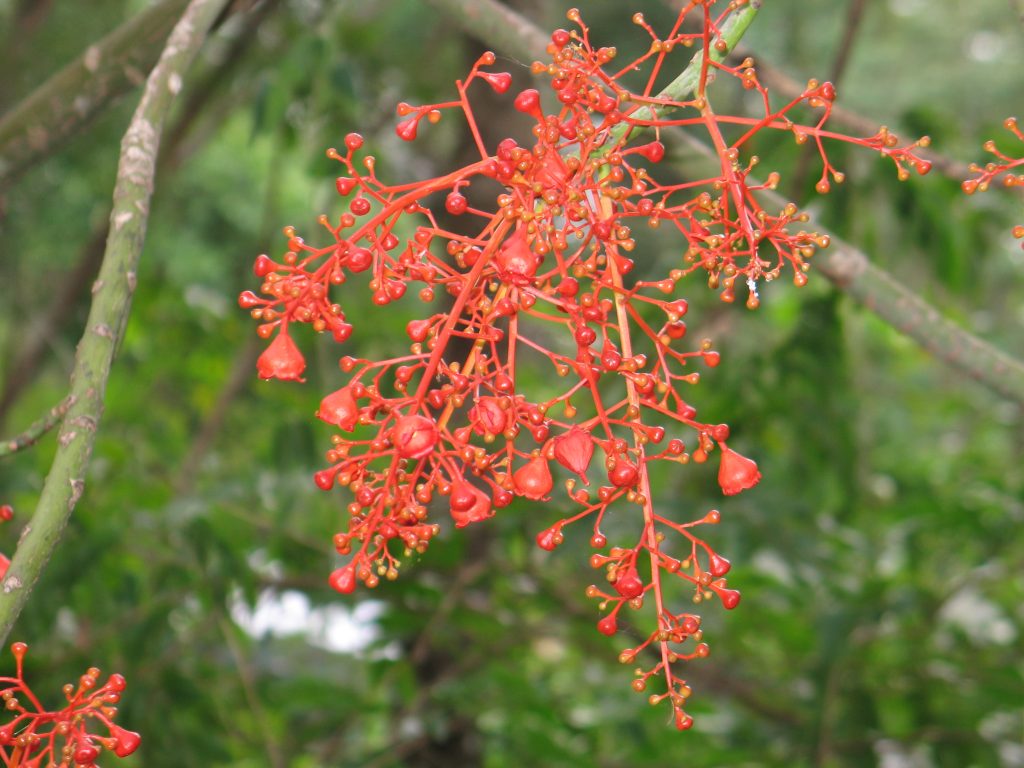 Flame Tree