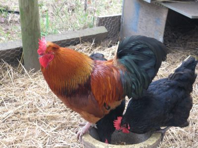 Feeding the Chooks