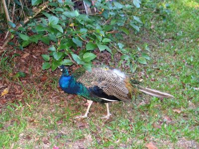 The Peacock