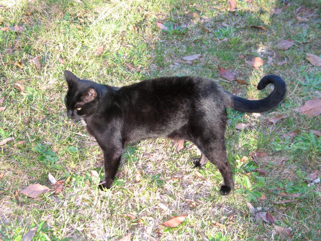Disdainful Black Cat