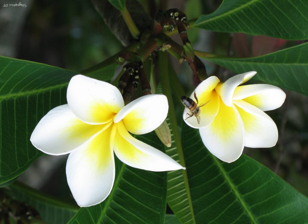 The Frangipani Path