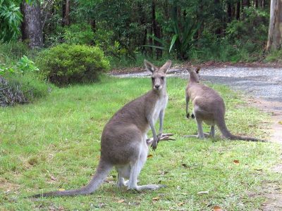 Kangaroo Mother and Children
