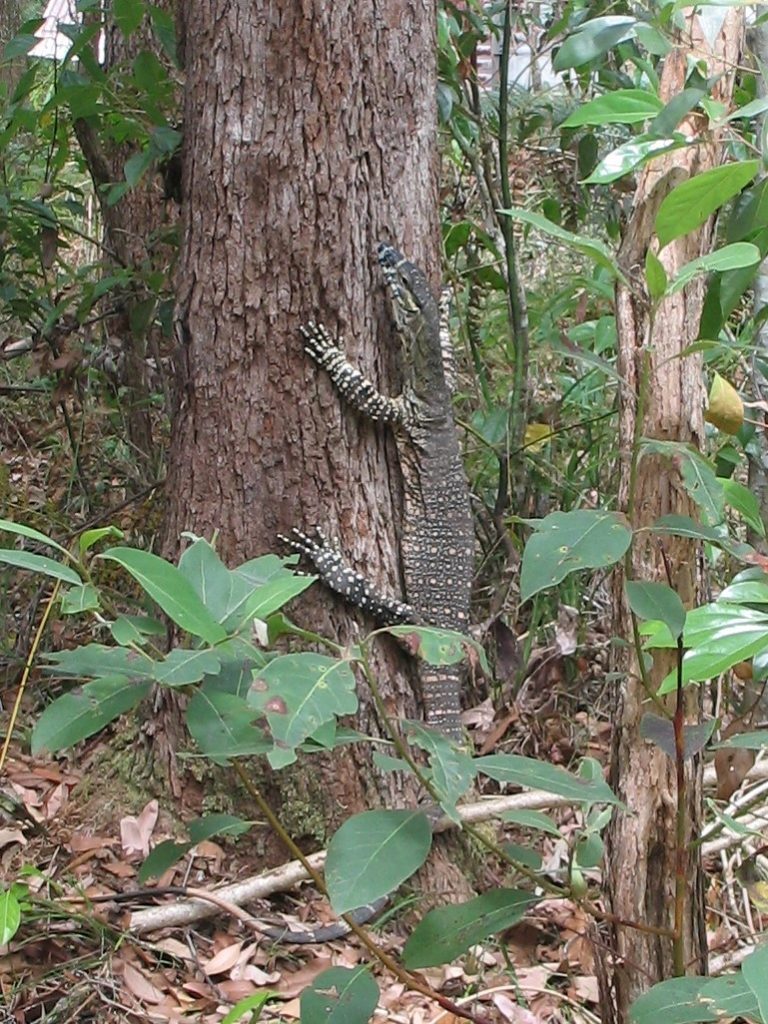 George the goanna