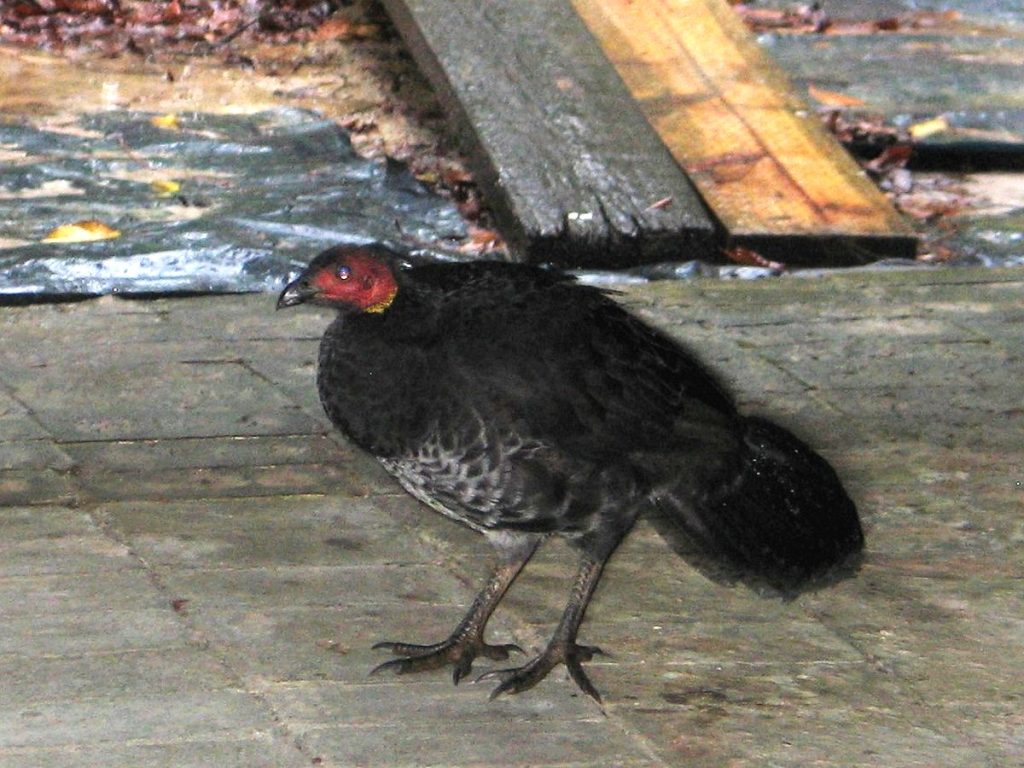 Scrub Turkey